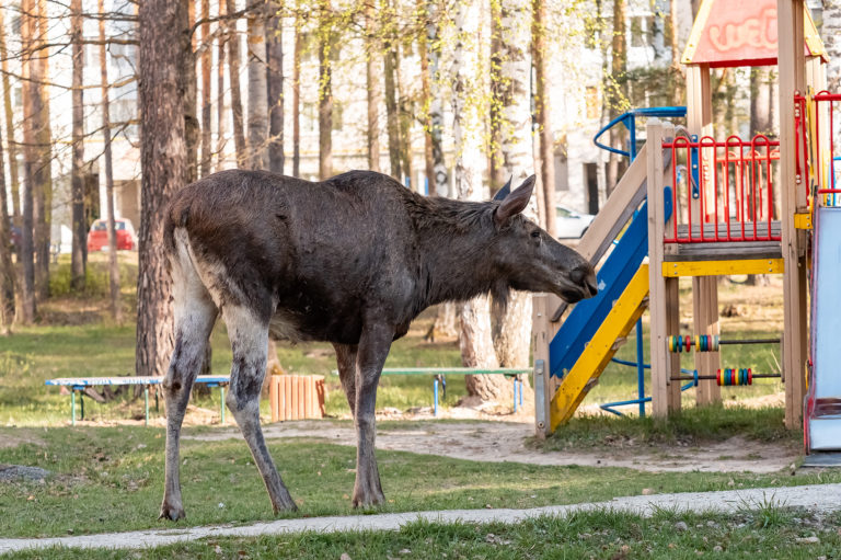 Гость в нашем дворе