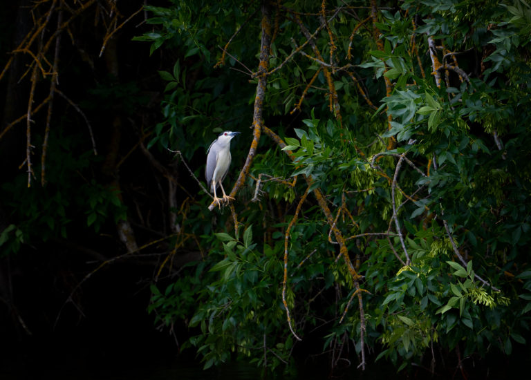 Кваква в джунглях Волгодонска