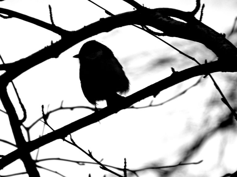 Пушистый хвостик