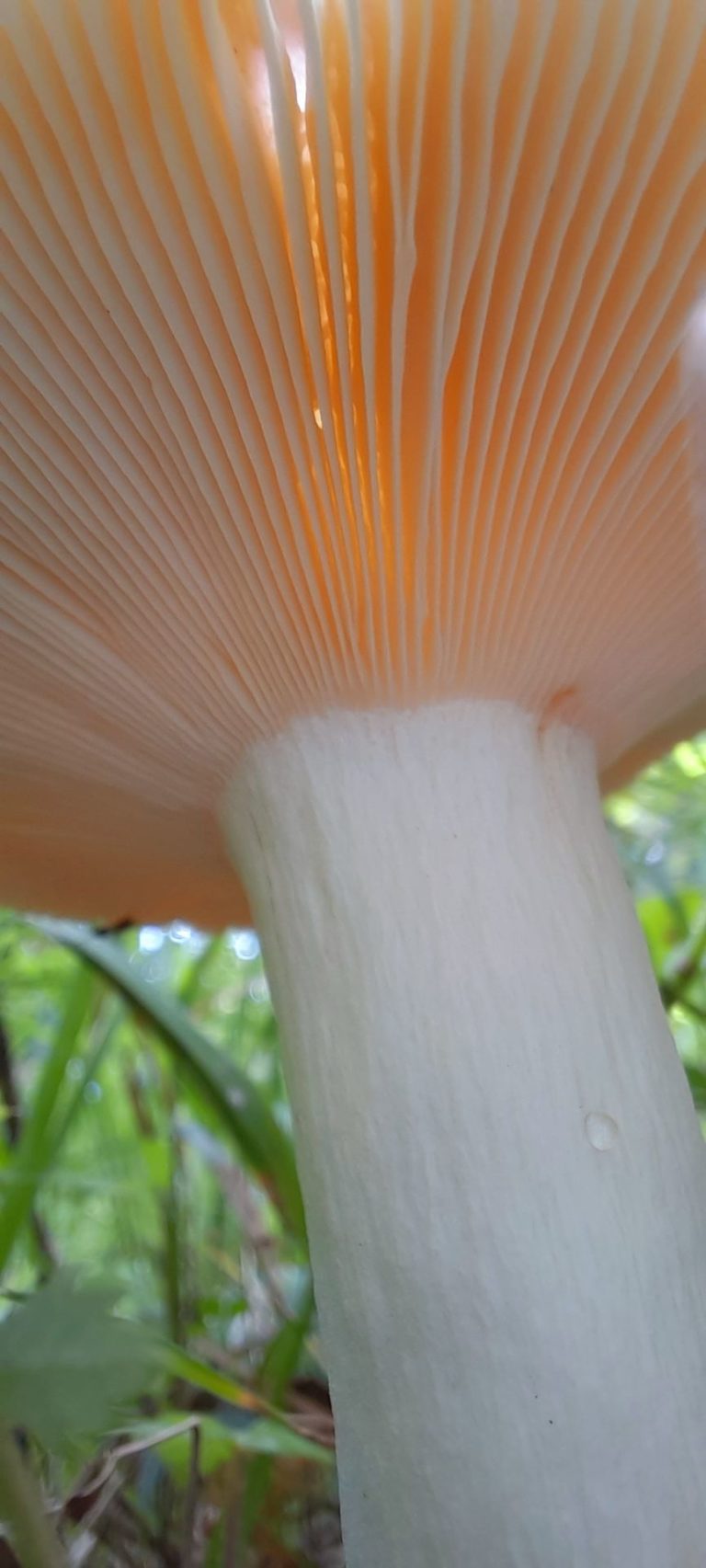 Лесной зонтик