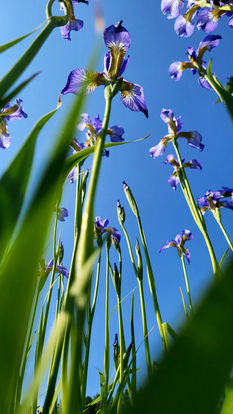 Цветущий небосвод