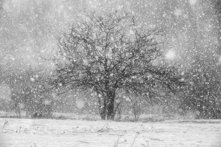 Сибирская весна