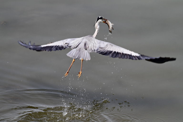 Здесь рыба есть!
