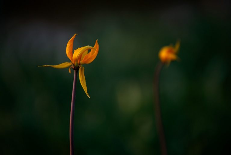 Лесная балерина