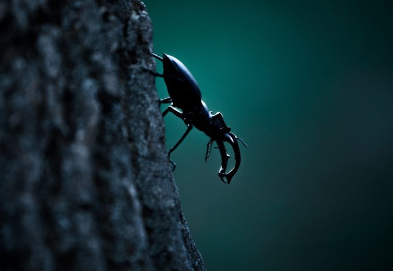 Оленья тропа