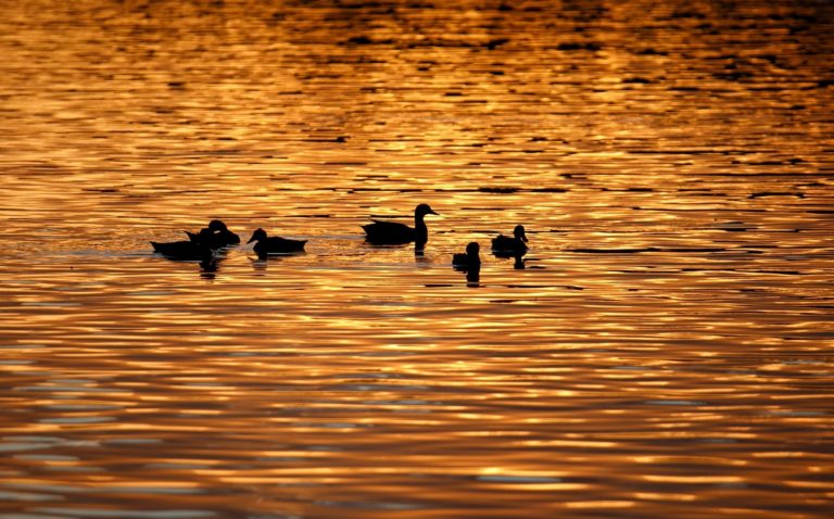 Золотой запас России