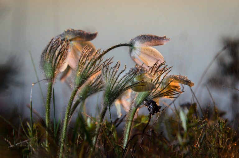 Время первых.