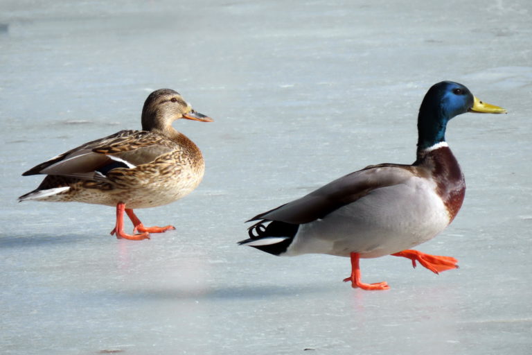 На лед вызывается танцевальная пара…
