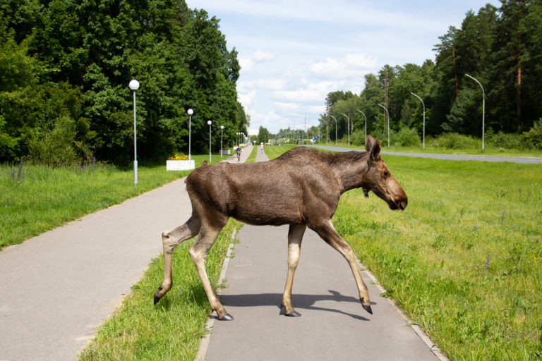 В город на прогулку!