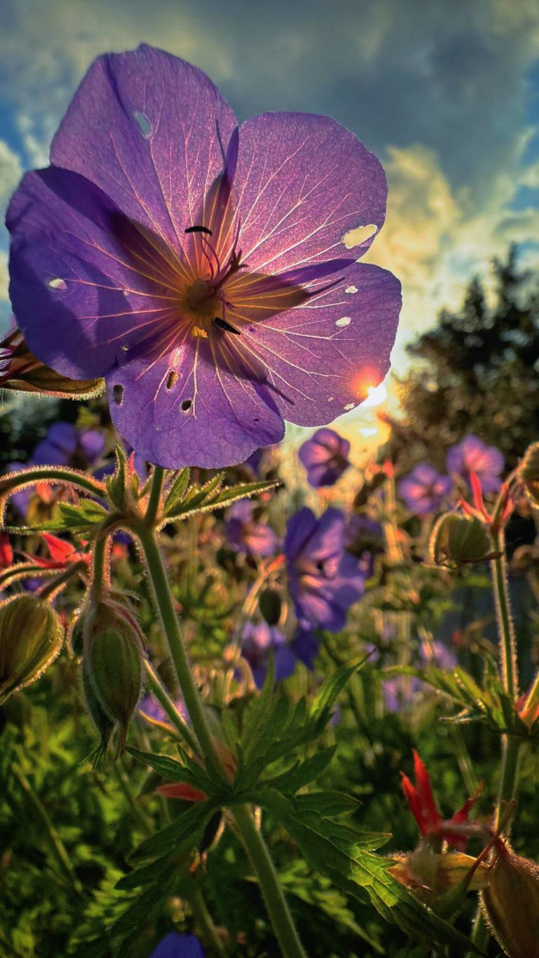 Краски этого лета