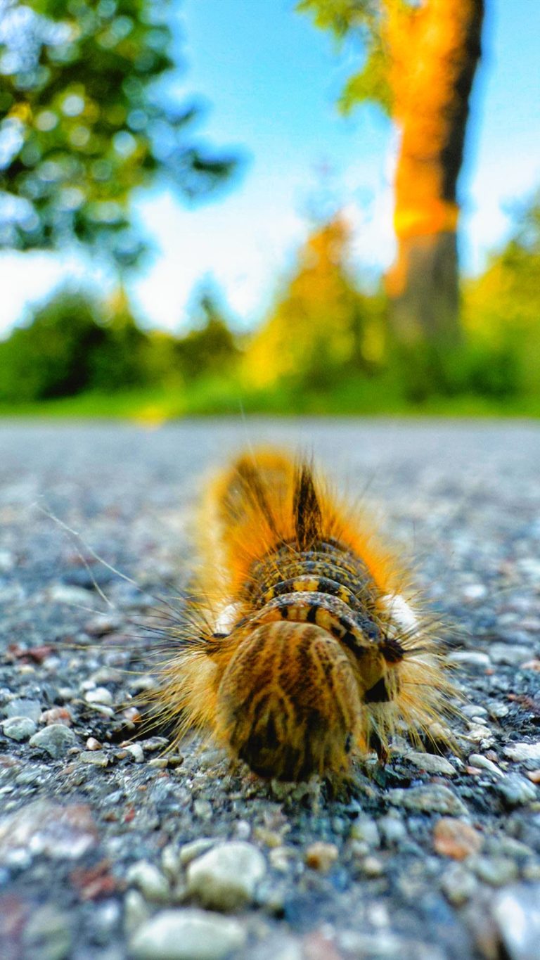 Пушистое безобразие