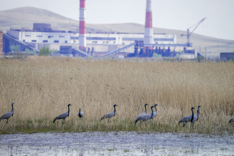 Журавли на фоне Краснокаменской ТЭЦ