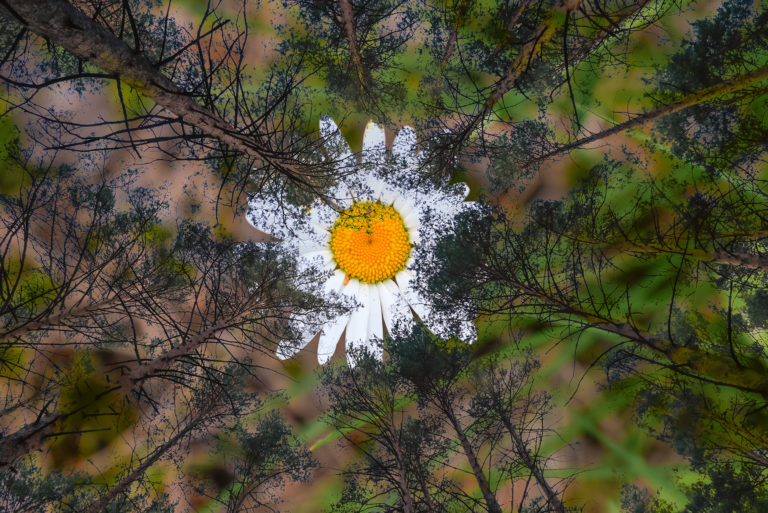 Лесная симфония