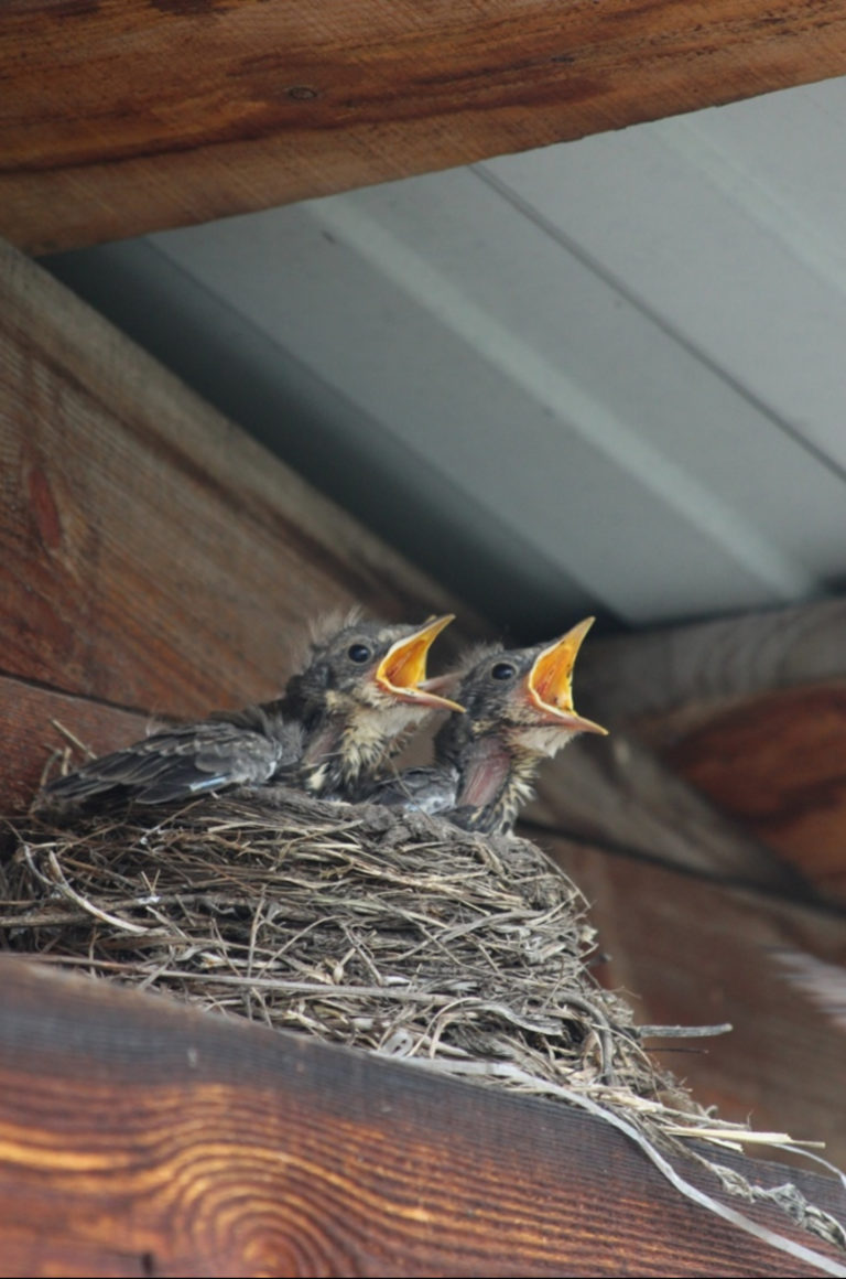 Рты нараспашку