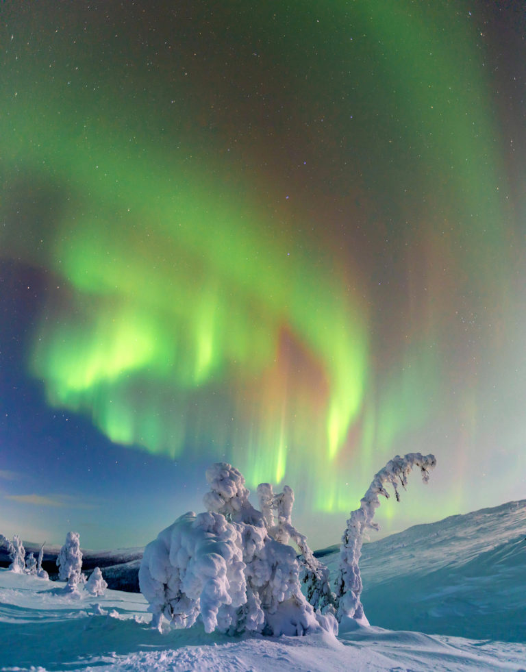 Таинственный лес