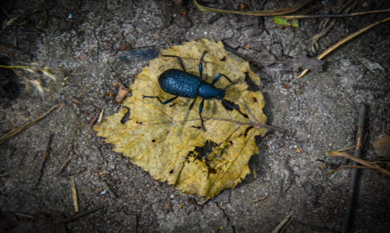 Жук Жужелица