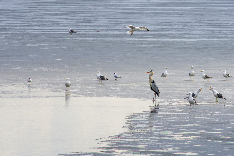 Птичий базар