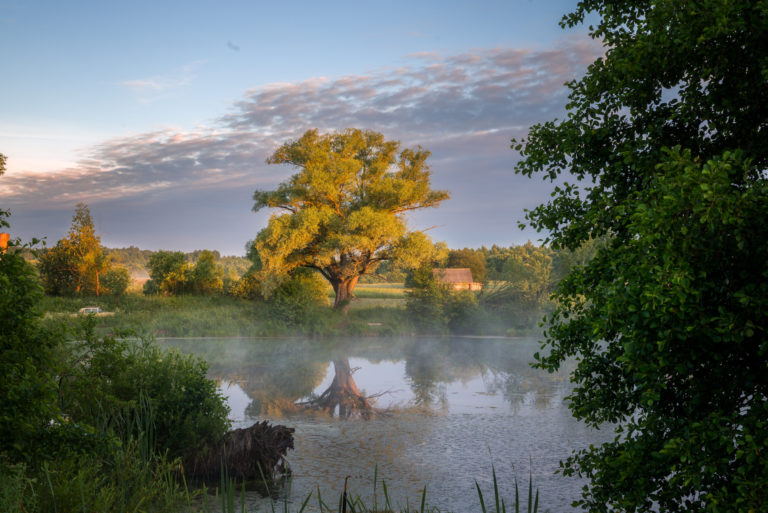 Ракита на рассвете