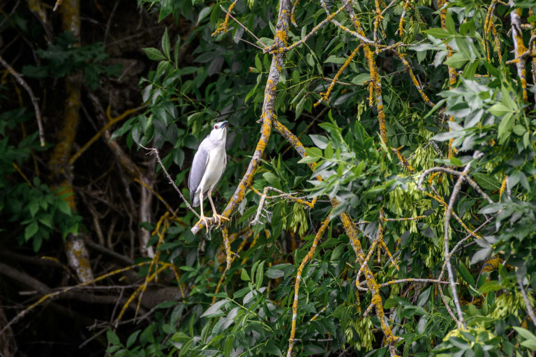 В джунглях Волгодонска