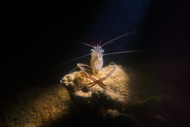 Сальвадор Дали.