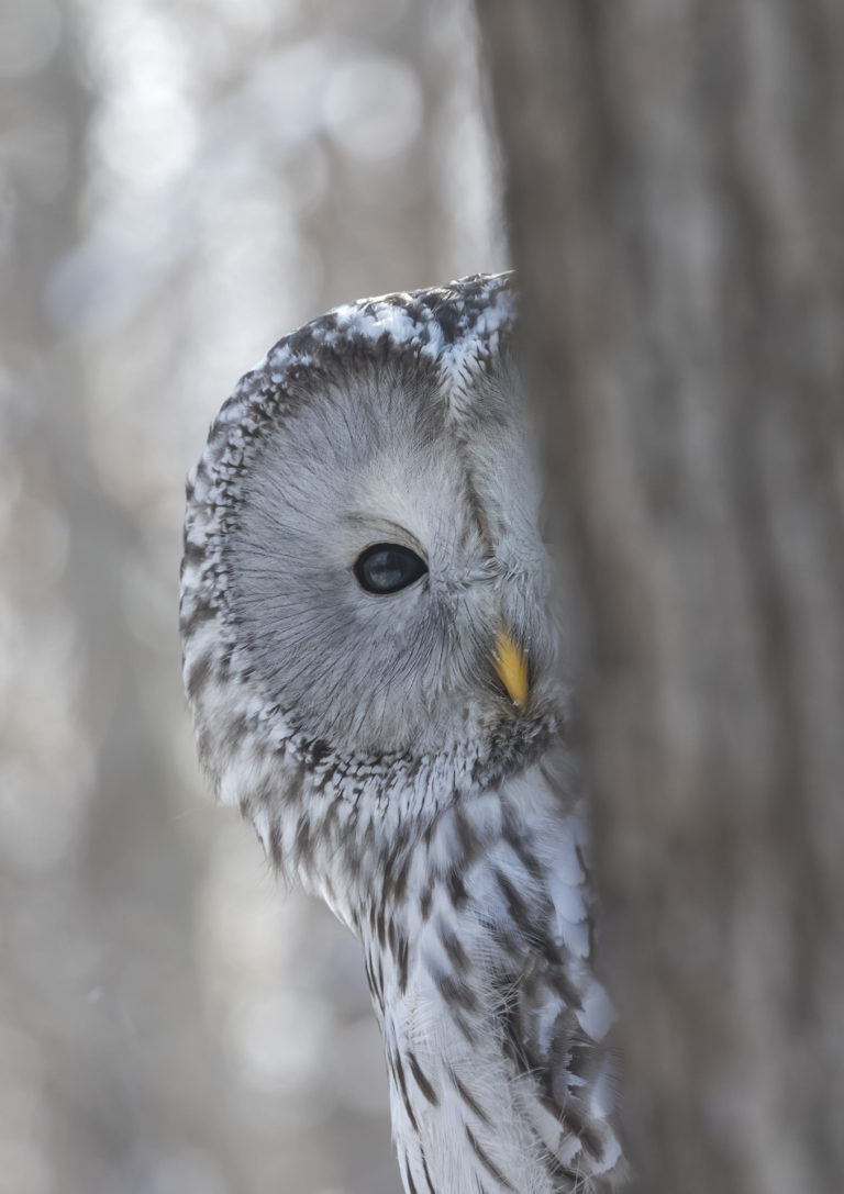 Эти глаза напротив