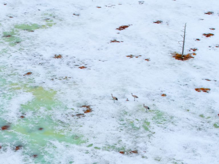 Три вестника весны