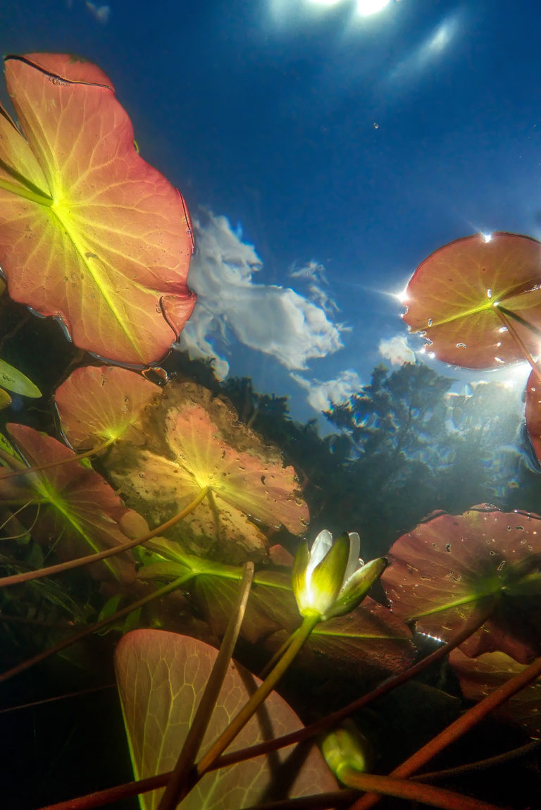 Мир кувшинок