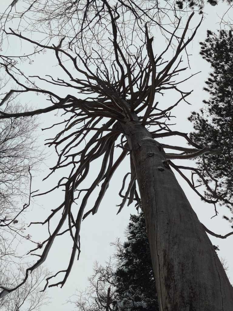 Дерево из сказки