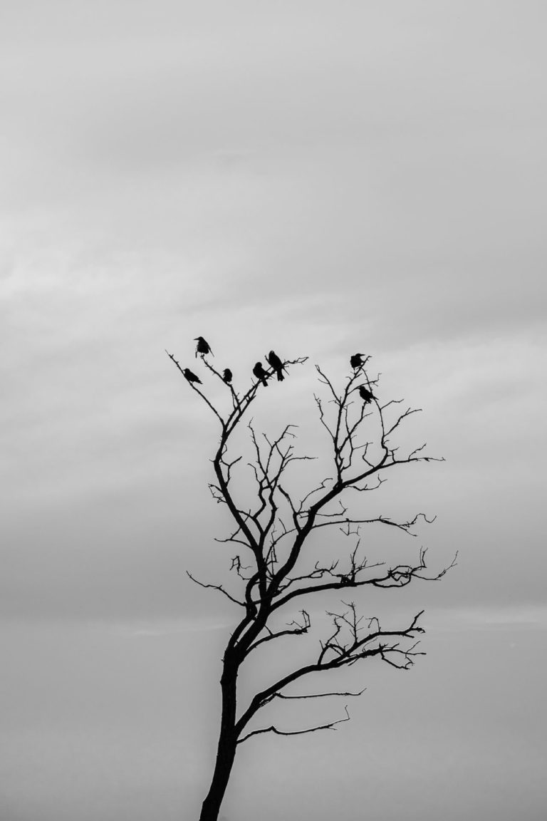 Графика полей