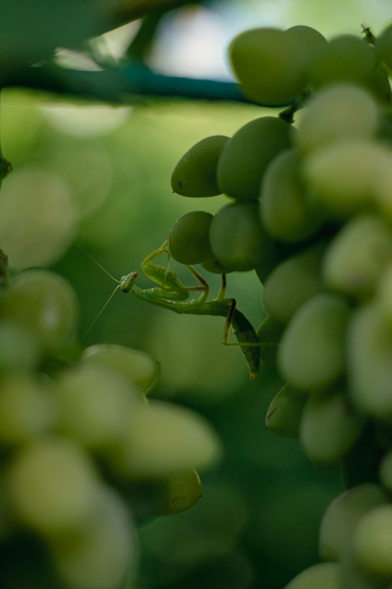 Зелёный сомелье