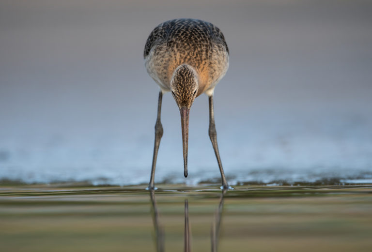 Большой веретенник
