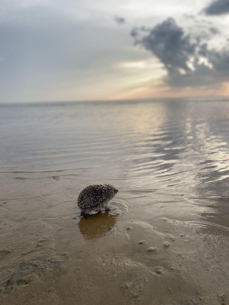 Созерцательный ёжик