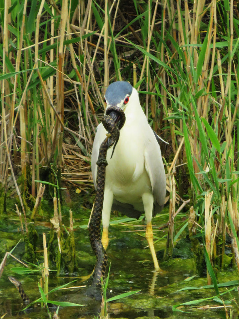 Схватка кваквы и змеи «не на жизнь, а на смерть»