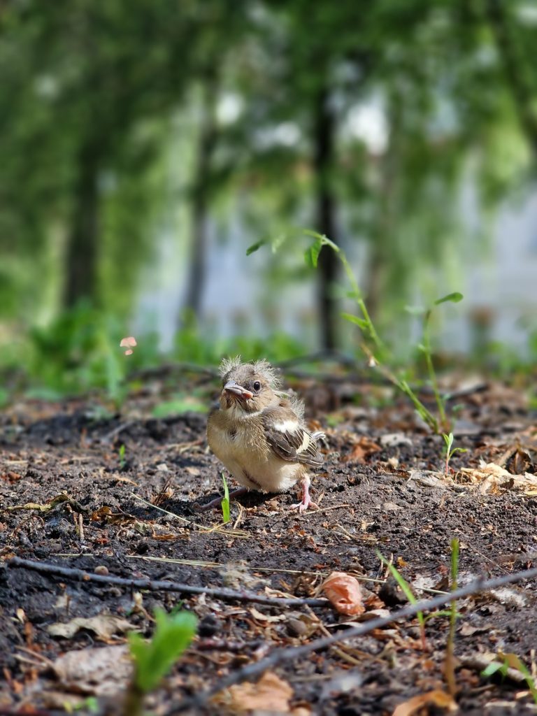 Важный птиц