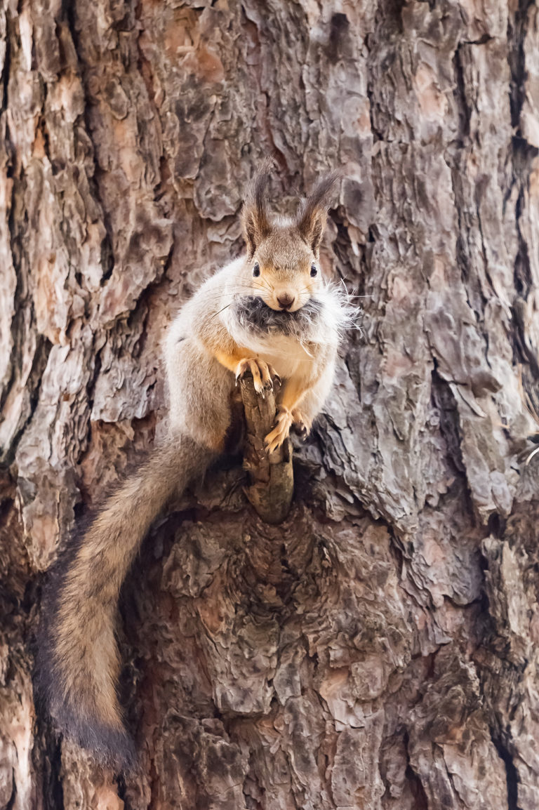 Белка, собирающая шерсть для гнезда