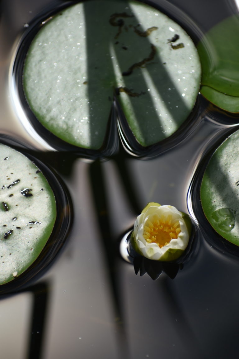 Созвездие белой нимфеи