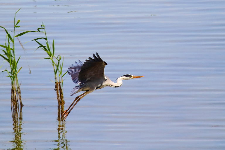 Серая цапля