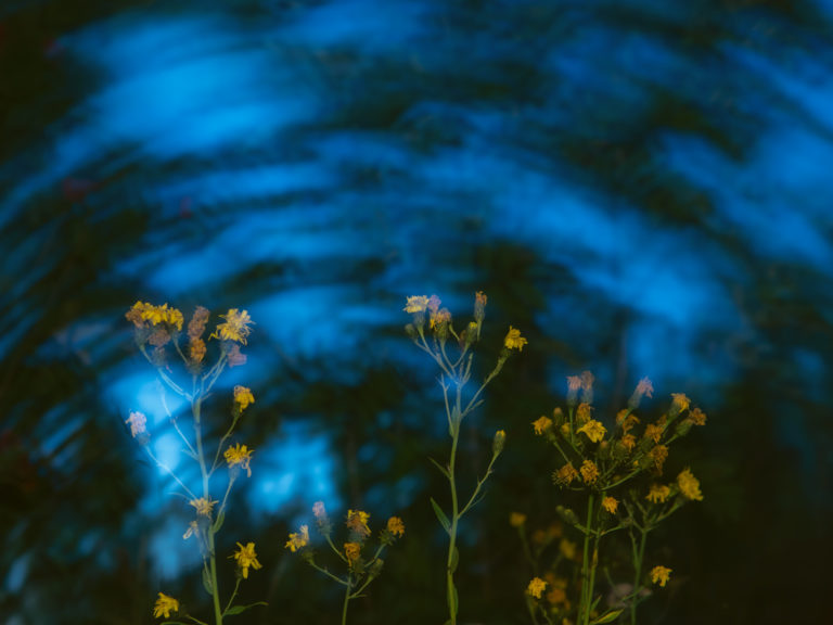 Сон Ястребинки