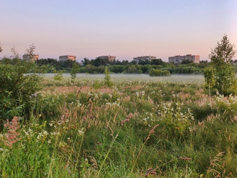 Сиреневый туман