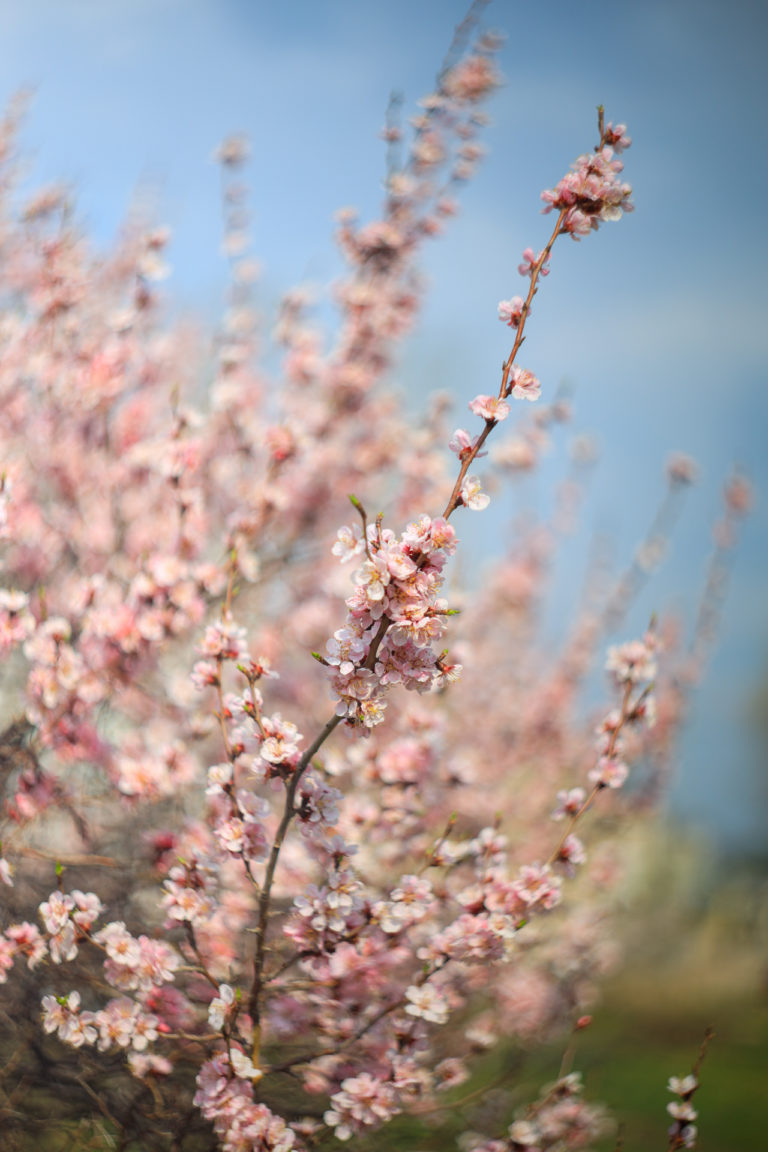 Первая весна