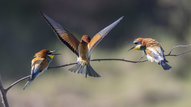 Третий лишний