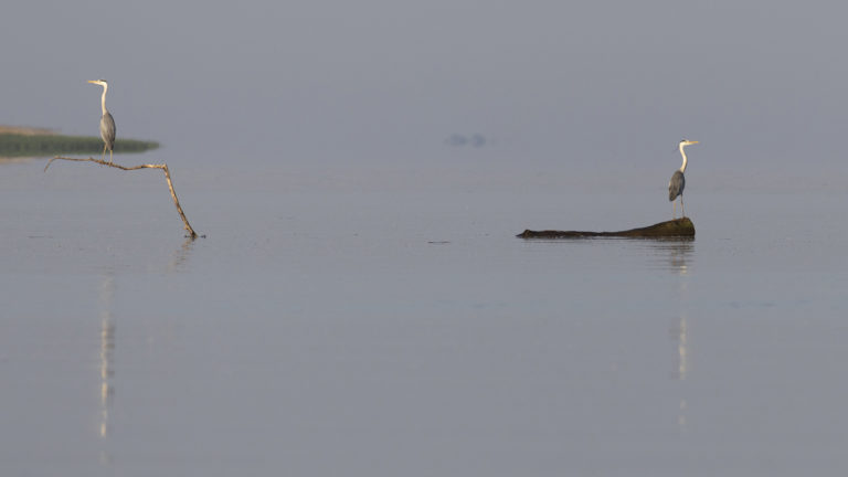 Утренний дозор