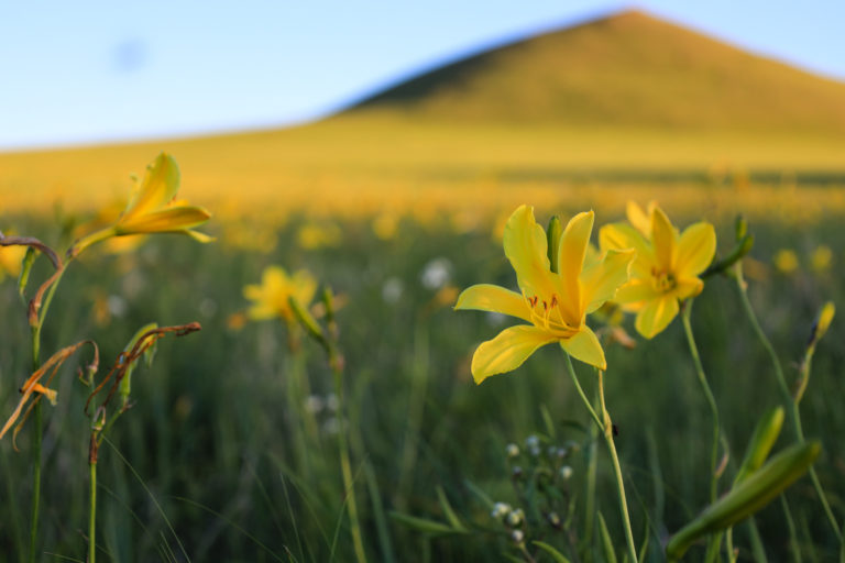 Солнце вернулось цветами