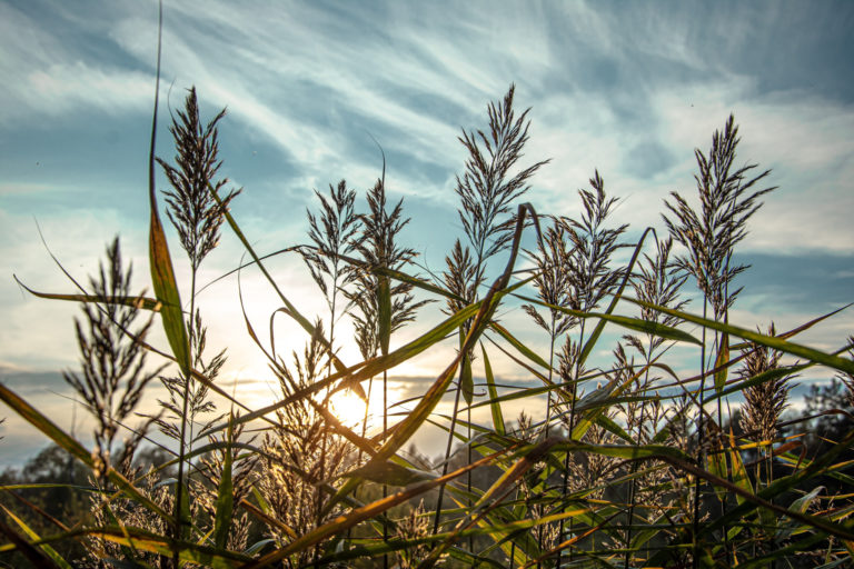 Солнечные лучики запутавшиеся в камышах.