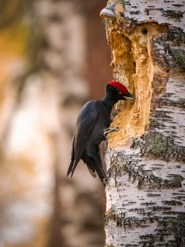 Трудоголик Желна