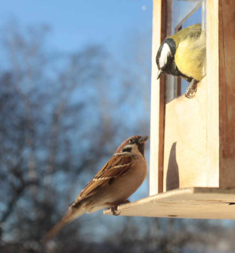 Разговор в кормушке