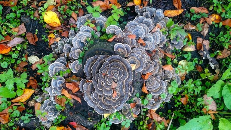 Лесная миниатюра