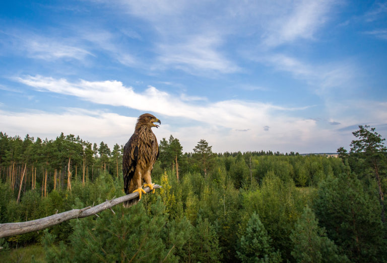 Молодой император