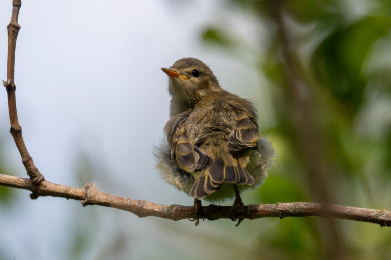 Кучерявый птенчик