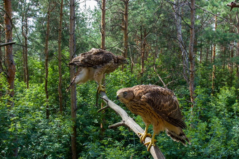 Ястребиная молодежь